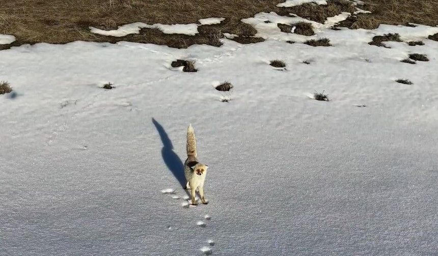 Bitlis'te Karlı Arazide Tilkinin Yiyecek Arayışı Drona Takıldı
