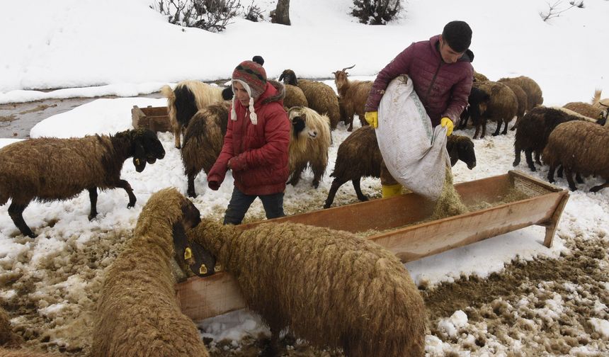 Bitlis’te Uzayan Kış Şartları Küçükbaş Hayvancılığı Zorluyor