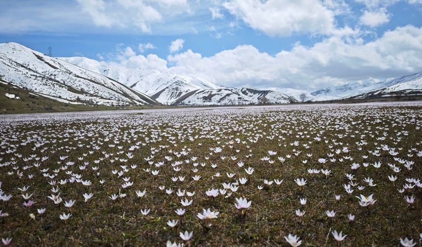 Güzeldere Vadisi’nde Bahar Manzarası: Çiğdemler Göz Kamaştırıyor