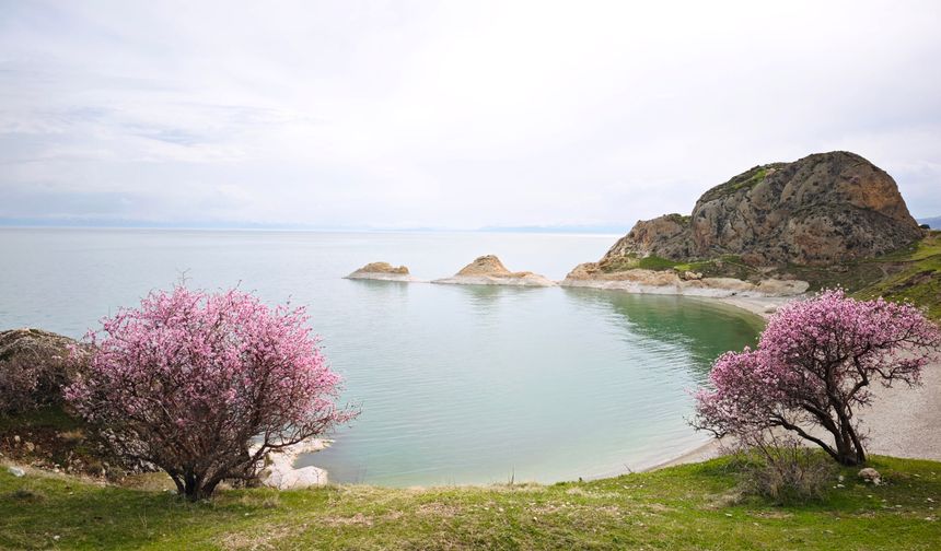 Bitlis'te Badem çiçekleri Van Gölü kıyılarını renklendirdi