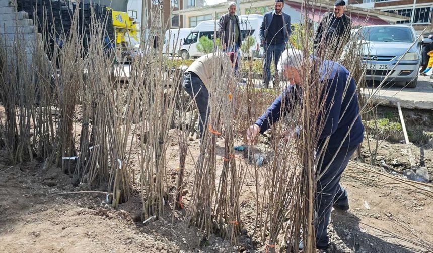 Ahlat’ta Bahar Hareketliliği: Meyve Fidanlarına Yoğun İlgi