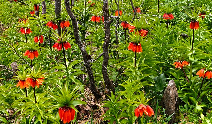 Bitlis'te baharın gelişiyle açan ters laleler doğaya renk katıyor