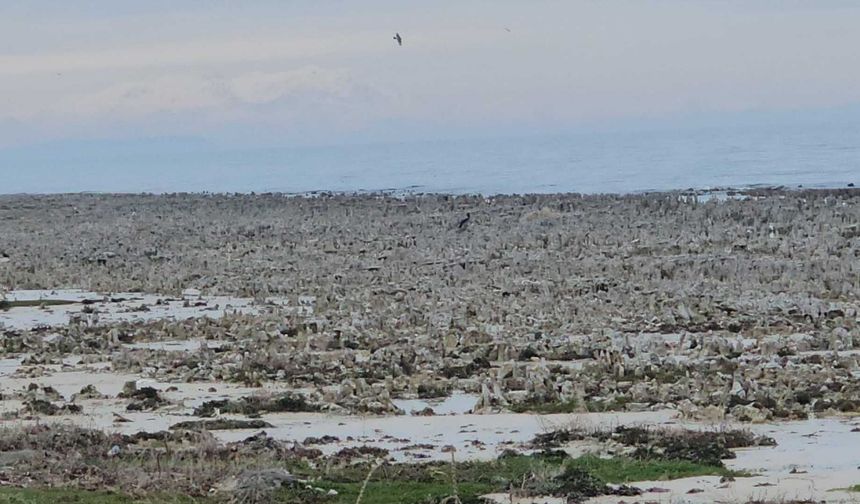 Van Gölü’nde kuraklık alarmı: Adilcevaz sahilinde mikrobiyalitler ortaya çıktı