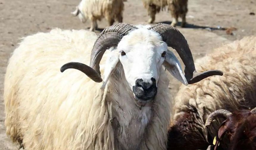 Zilhicce Hilali Görüldü: Kurban Bayramı 27 Mayıs’ta