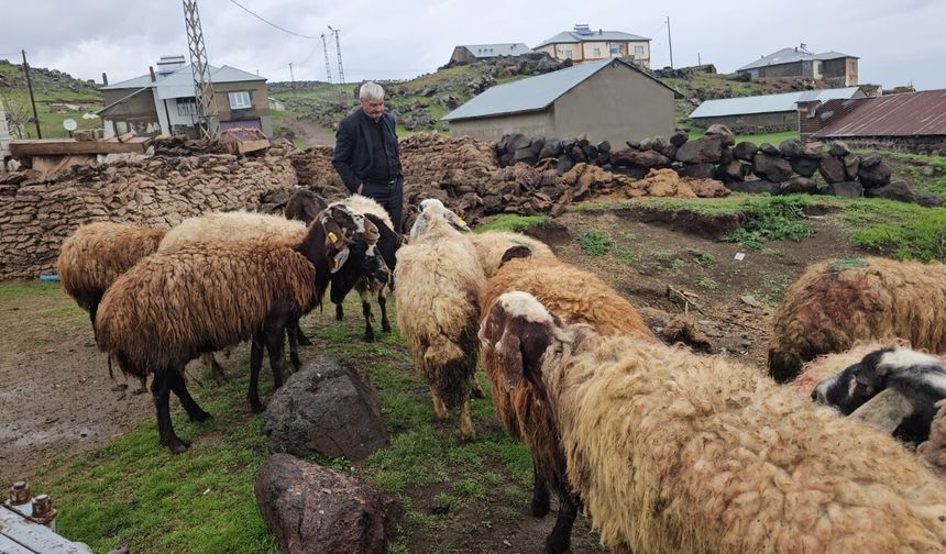 Bitlis’te kurdun saldırdığı sürüde 3 koyun telef oldu, 20'si yaralandı