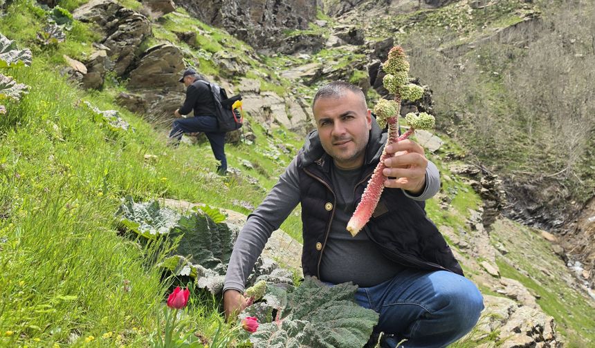 Bitlisliler 'Yayla Muzu' İçin Dağlara Akın Ediyor