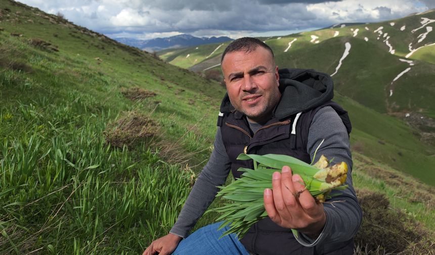 Bitlis'in Yüksek Rakımlı  Yaylalarında Çiriş Otu Mesaisi Sürüyor