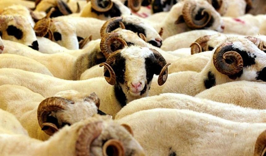 Kurban kesmenin hükmü nedir?