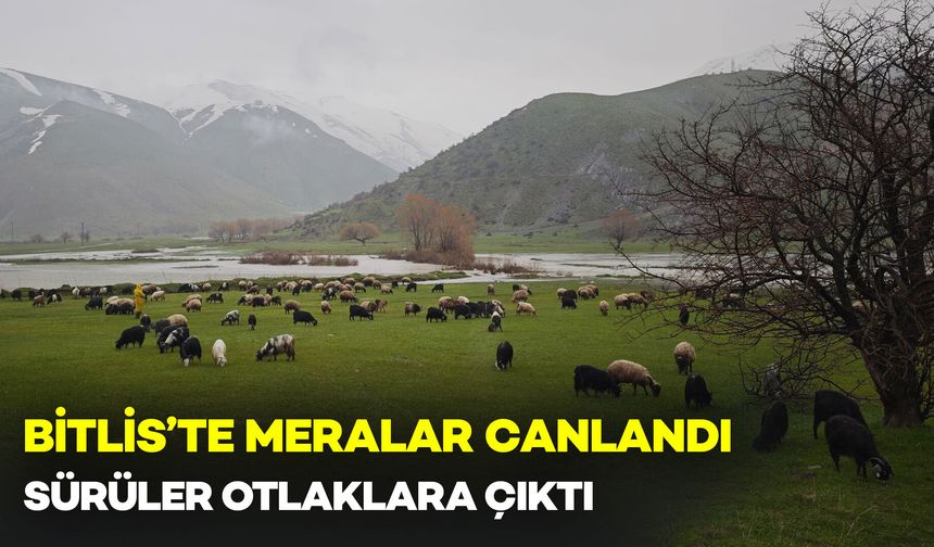 Bitlis’te Meralar Canlandı: Sürüler Otlaklara Çıktı