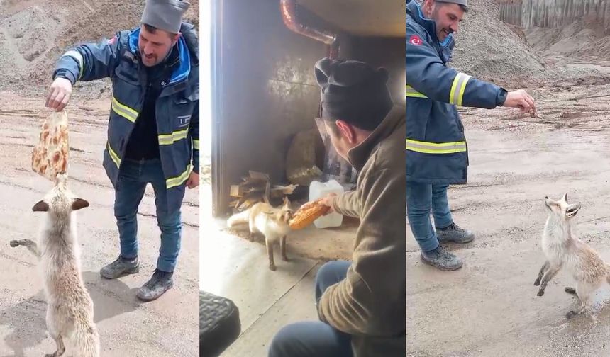 Bitlis'te tilki ile işçilerin dostluğu gülümsetiyor