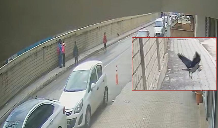 Bitlis'te Öğrencilerin Kurtarmak İstedikleri Yavru Kuşu Karga Kaptı