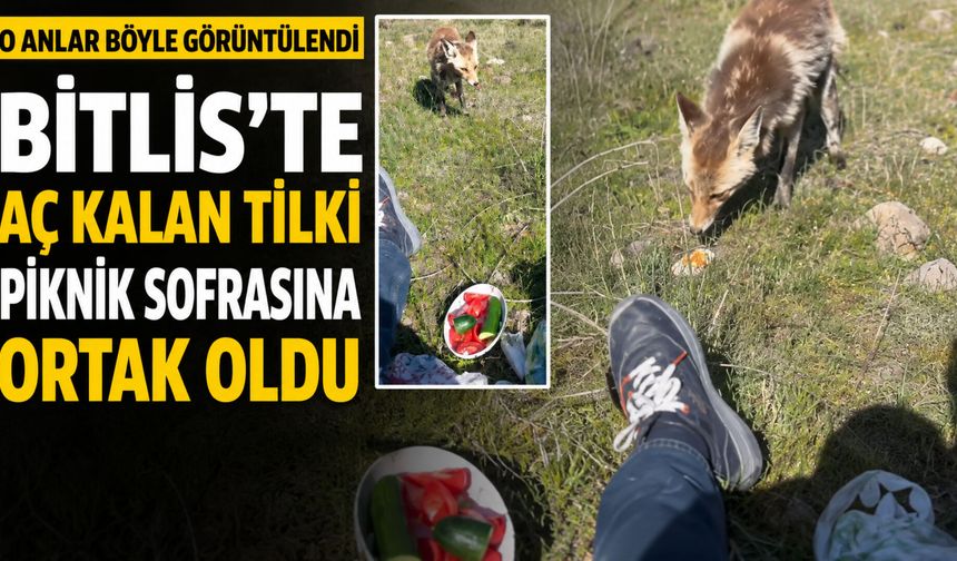 Bitlis'te Aç Kalan Tilki Piknik Sofrasına Ortak Oldu: O Anlar Böyle Görüntülendi
