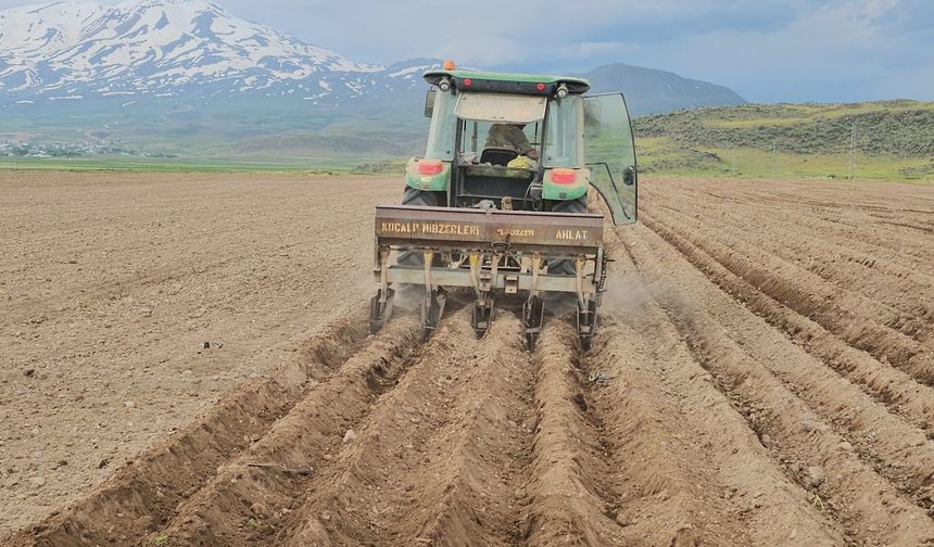 Adilcevaz’da Fasulye Ekim Sezonu Başladı