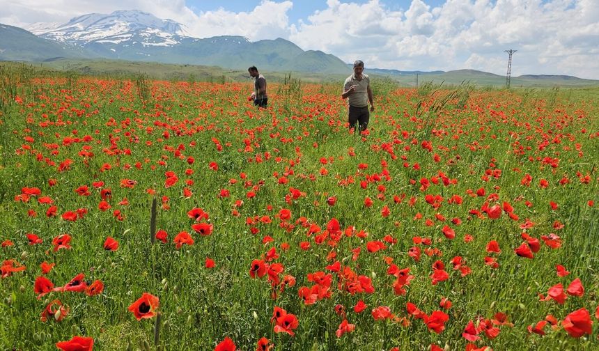 Adilcevaz’da Gelinciklerin ve Süphan’ın Manzarası Hayran Bırakıyor