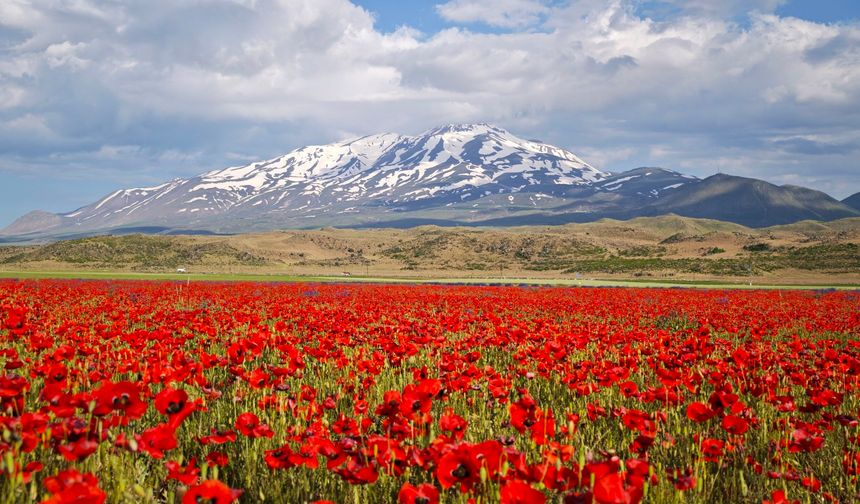 Gülistan Ovası Gelinciklerle Kırmızıya Büründü
