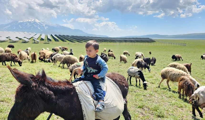 Adilcevaz'da Yayla Sezonu Hareketlendi: Sütey Yaylası'nda Yoğun Yaz Mesaisi