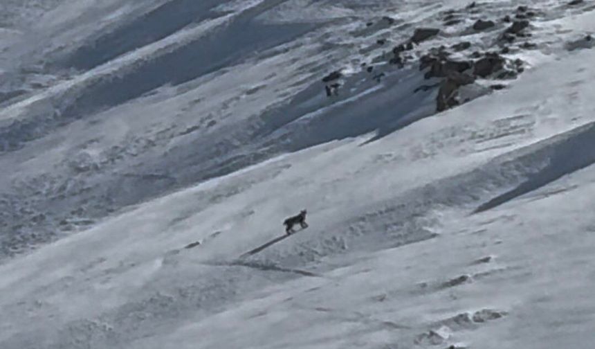 Bitlis'te Nesli Tehlike Altındaki Vaşak Kameraya Yansıdı