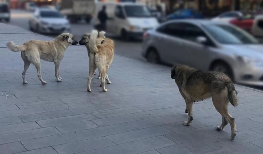 Bitlis'te sokak köpekleri yıl sonuna kadar barınaklara alınacak