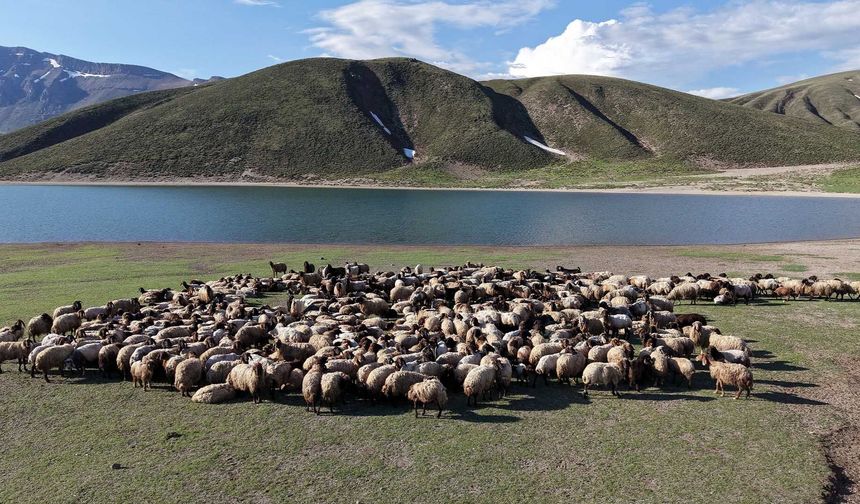 Göçerler Yayla Sezonunu Bitlis’te Açtı