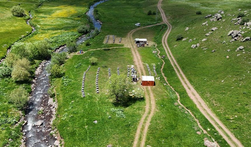Yaylalarda arıcılık hareketlendi: Bal sezonu geç açıldı