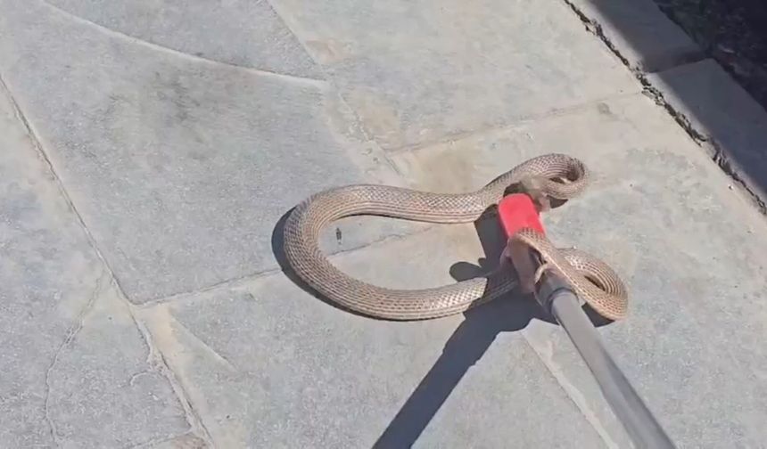 Bitlis'te İş Yerine Giren Yılan Paniğe Neden Oldu