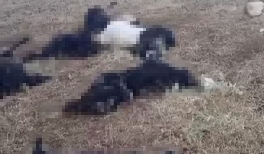 Bitlis'te yıldırımın isabet ettiği sürüde onlarca küçükbaş hayvan telef oldu