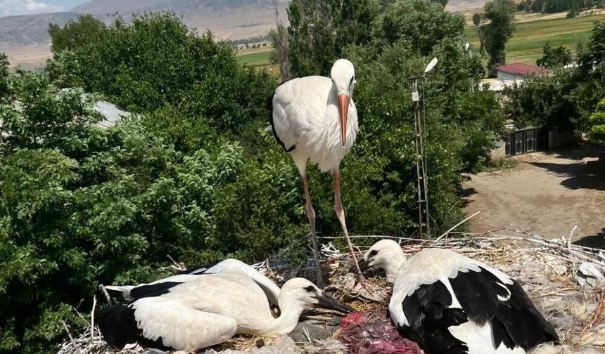Bitlis'te yaralı leylek ve yavrularına şefkat eli