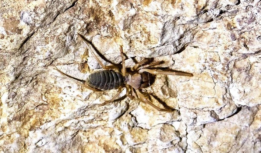 Bitlis’te sıcakların artmasıyla örümcekler tehlike oluşturuyor
