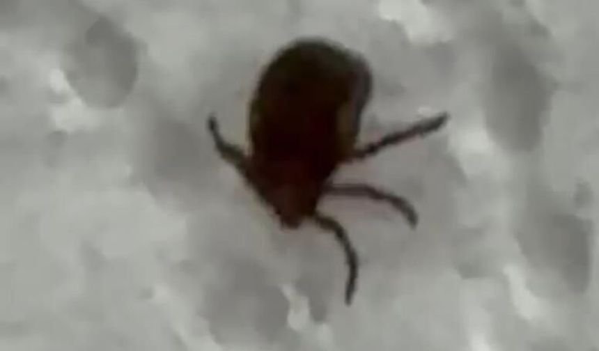 Kenenin ısırdığı vatandaş hastaneye başvurdu