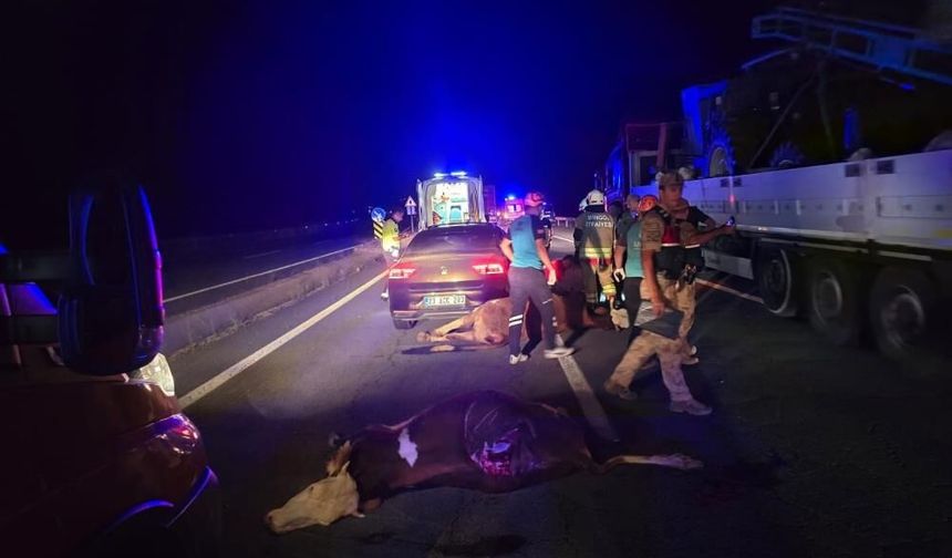 Otomobil ineklere çarptı: 2 yaralı, 2 inek telef oldu