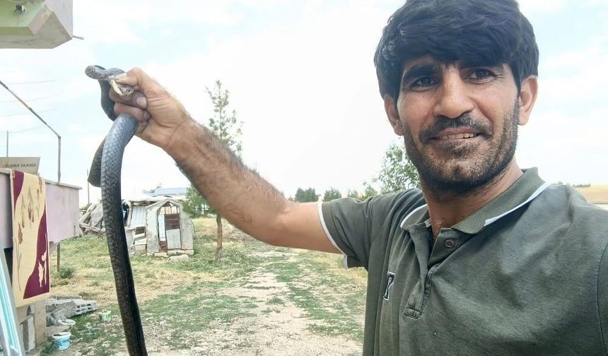 Siirt'te evine giren yılanı eliyle yakaladı