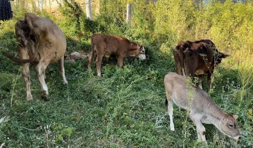 Uçurumdan düşen ineği için gözyaşı döken Ayni teyzeye yardım eli uzatıldı