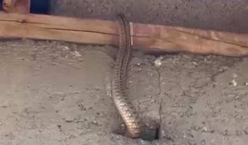 Yılanlar bir ailenin hayatını kabusa çevirdi
