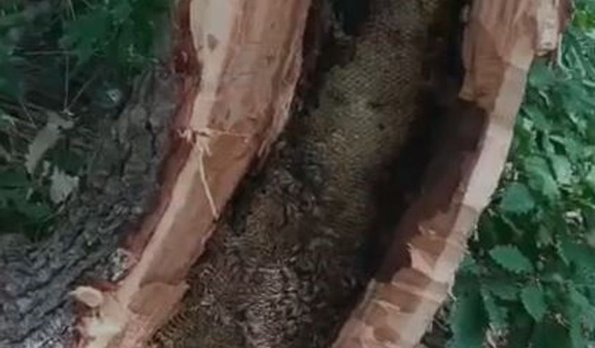 Ağaç kovuğundan kilo kilo bal çıktı