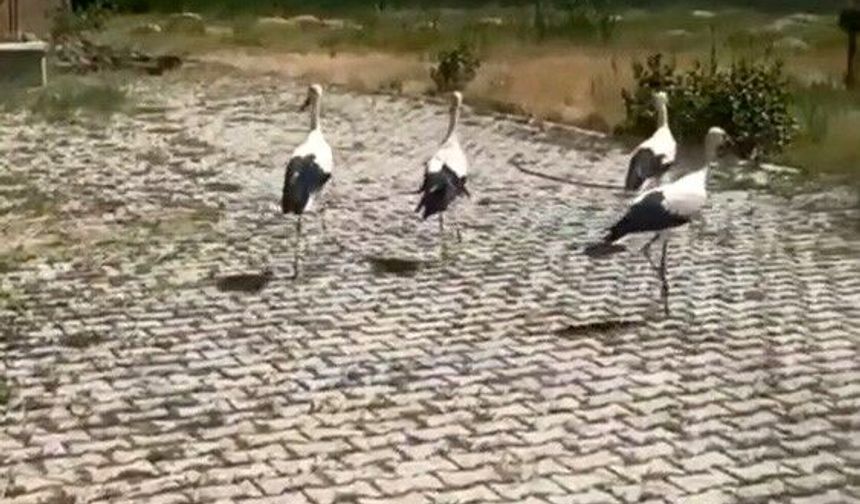 Bitlis’te tedavi edilen leylekler yeniden özgürlüğe kanat çırptı
