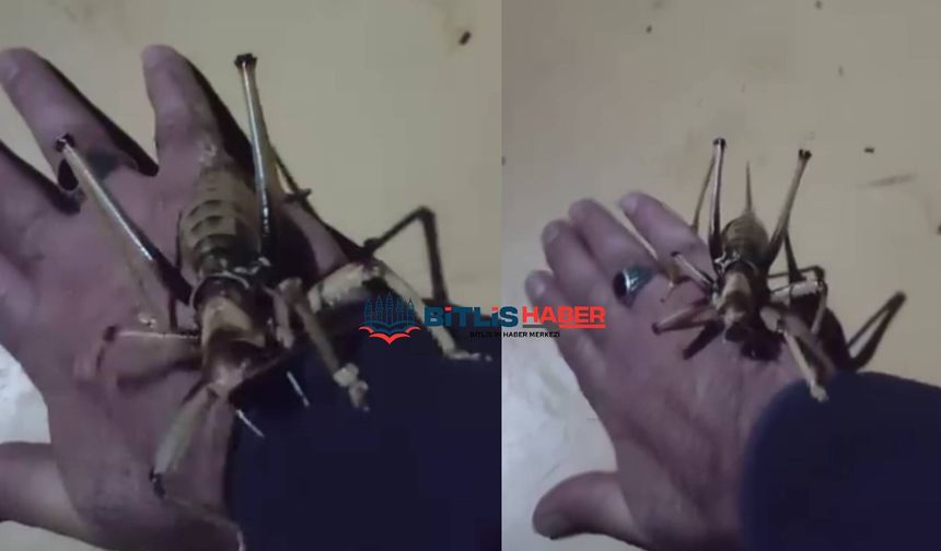 Büyüklüğüyle dikkat çeken çekirge Bitlis’te görüntülendi