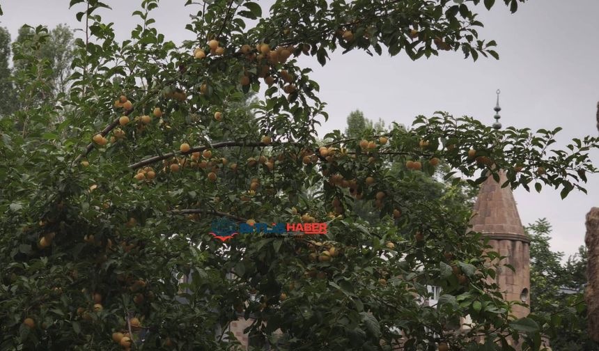Baharda cep yakıyordu, şimdi dallarda kaldı