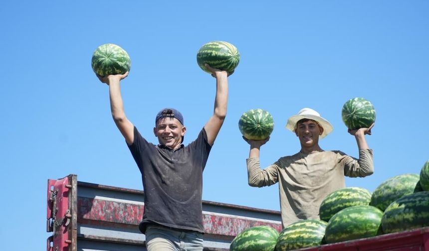 Muş Ovası'nda karpuz hasadı başladı