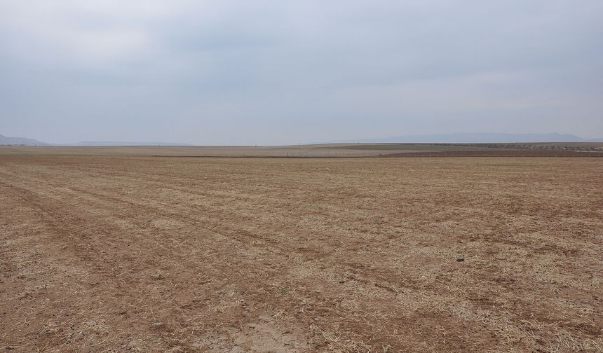 Yapay zeka çiftçiye pahalıya mal oldu; 25 dönüm tarla kurudu
