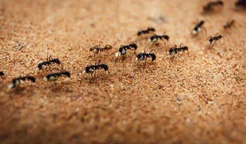Küçük karıncalardan insanlara yön gösteren akıl almaz büyük keşifler!