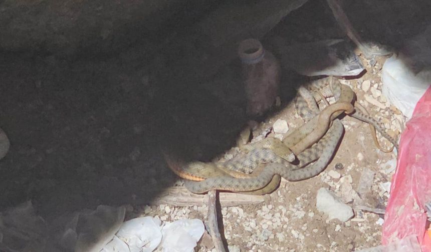 Bitlis’te birbirine dolanan 4 damalı su yılanının dansı görüntülendi