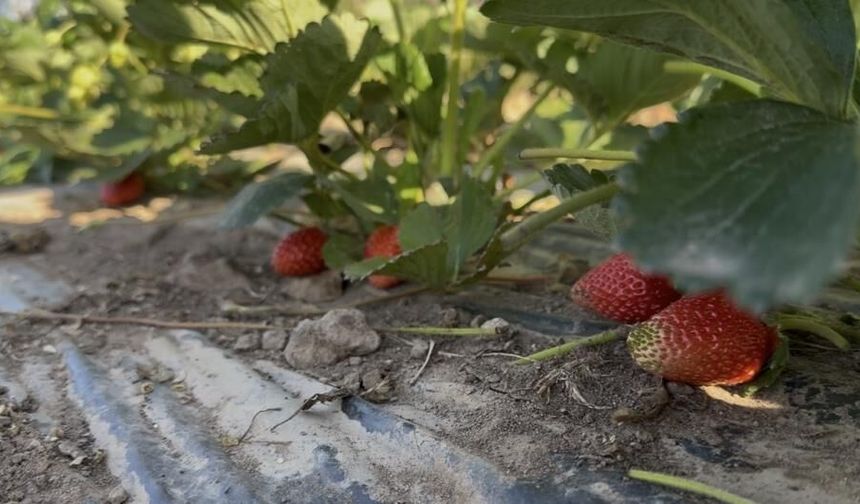 Ağrı'da çilek hasadı başladı: Hedef 15 ton