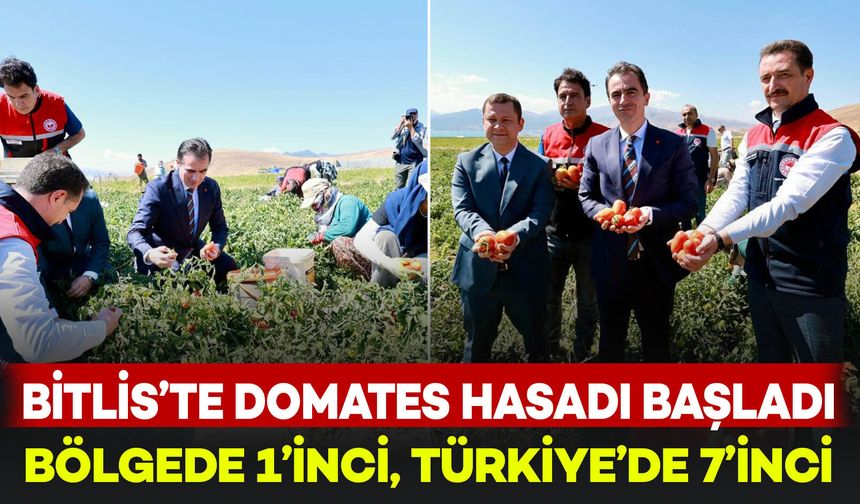 Bitlis'te domates hasadı yapıldı: Üretimde bölgede lider, Türkiye’de 7’nci sırada