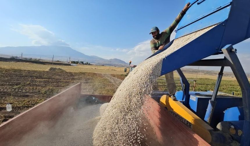 Bitlis'te tarlalar hareketlendi: Fasulyenin kilosu bakın ne kadar oldu?