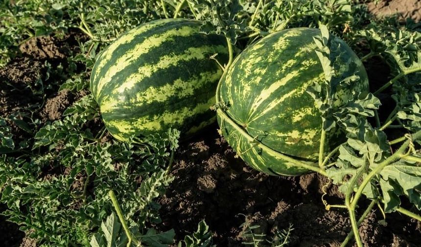 Kavun ve karpuz bereketi: Dekara 2 bin kilo verim bekleniyor