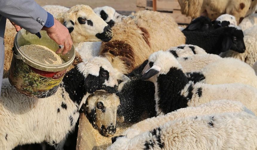 Küçükbaş hayvancılık destekleri ne kadar oldu? Çoban ve kuzu desteği arttı