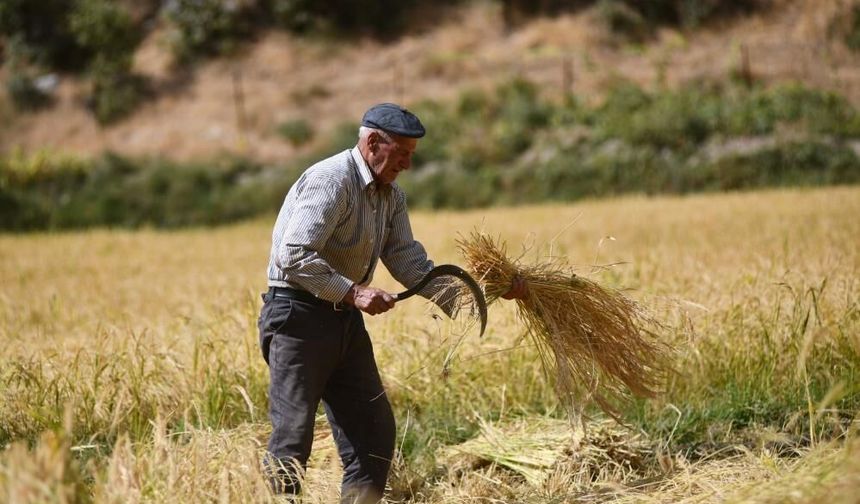Ne traktör ne makine: Bitlis'te 250 yıllık çeltik geleneği