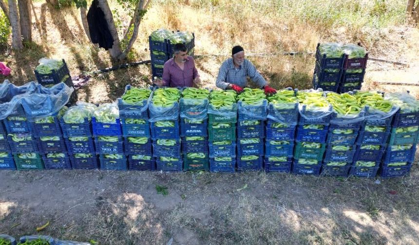 Van'da 86 yaşındaki çiftçi hem üretiyor hem işçilere ekmek kapısı oluyor