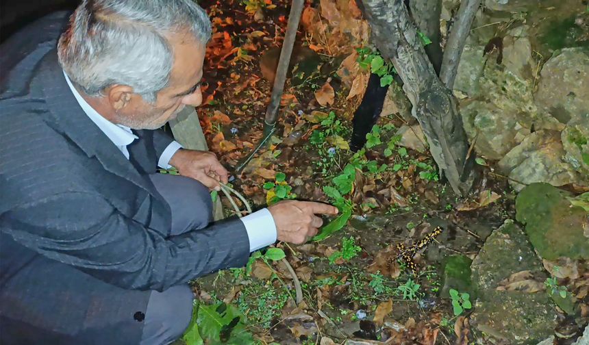 Bitlis’te Evinin Bahçesine Çıktı, Gördüklerine Şaşırdı!