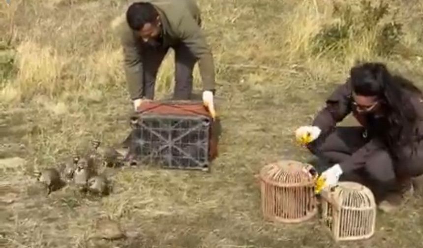 Bitlis’te Kaçak Avlanan Keklikler Doğaya Kavuştu